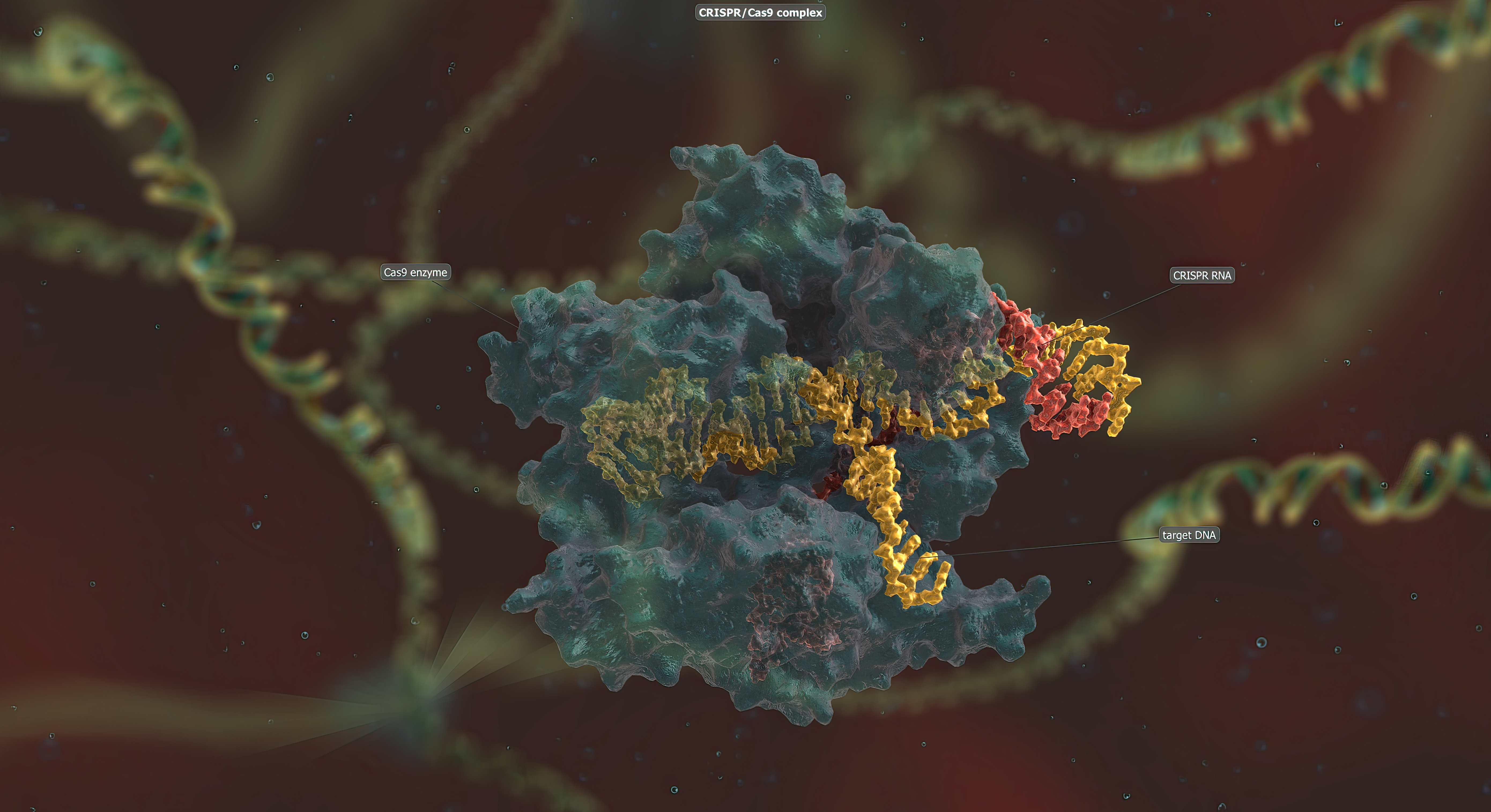 Recommendation | CRISPR / Cas Systems Recommendation | CRISPR / Cas Systems
